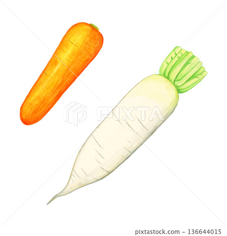 手繪水彩寫實蘿蔔和胡蘿蔔套裝（白色背景，根莖類蔬菜，蔬菜插圖） 136644015