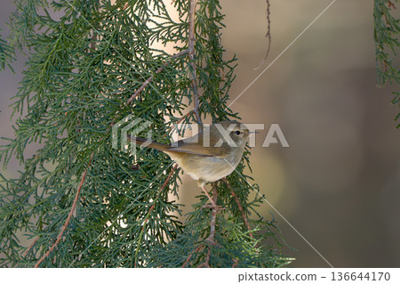 日本鶯棲息在樹上 136644170