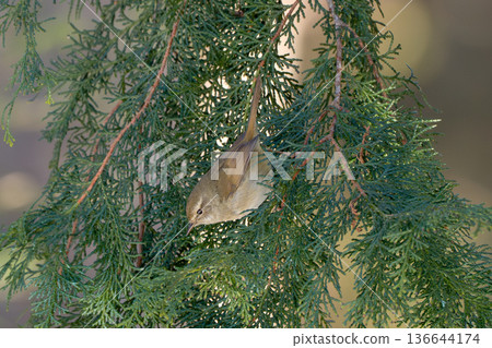 日本鶯棲息在樹上 136644174