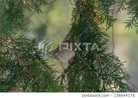 日本鶯棲息在樹上 136644178