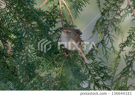 日本鶯棲息在樹上 136644181