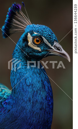 Portrait of blue male peacock bird head showing bright vibrant color and proud calm face expression looking at nature background 136644289
