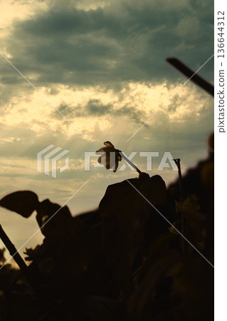 日本日落 10 日本日落 10 136644312