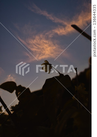 Japanese Sunset 11 Japanese Sunset 11 136644335