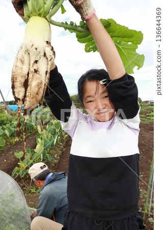 Harvesting unusually shaped radishes Harvesting unusually shaped radishes 136644369