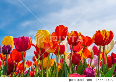 Vibrant Tulip Field Under a Sunny Sky A Burst of Spring Colors and Floral Beauty 136644389