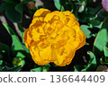 Radiant Yellow Tulip Bloom A Symbol of Springtime Beauty and Floral Abundance in the Garden 136644409