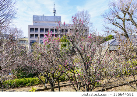 Plum Festival at Hanegi Park Plum Garden in Setagaya Ward, Tokyo 136644591