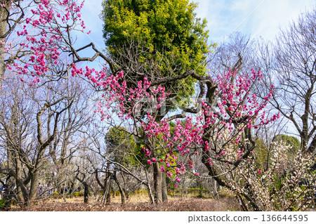 東京世田谷區羽根木公園梅園梅花節 東京世田谷區羽根木公園梅園梅花節 136644595