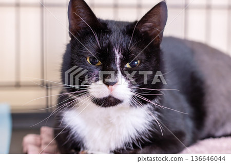 Gentle feline awaiting home. Relaxed black and white cat patiently waiting for care and love Gentle feline awaiting home. Relaxed black and white cat patiently waiting for care and love 136646044