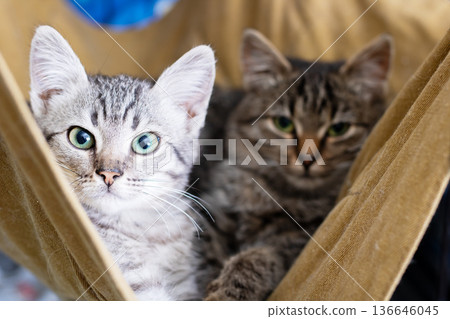 Adorable kittens in cozy hug. Two small cats curled up warmly with bright eyes and gentle fur Adorable kittens in cozy hug. Two small cats curled up warmly with bright eyes and gentle fur 136646045