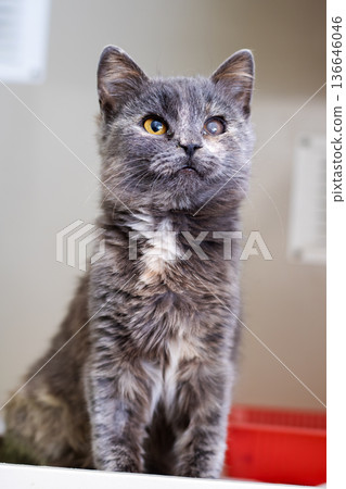 Young cat eager for care. Adorable kitten with speckled fur looking toward future home 136646046