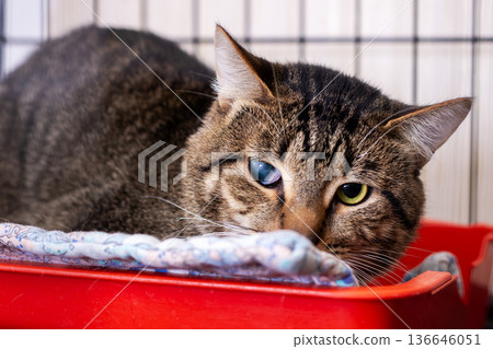 Gentle domestic cat with cloudy eye enjoys tranquil rest within supportive shelter environment Gentle domestic cat with cloudy eye enjoys tranquil rest within supportive shelter environment 136646051