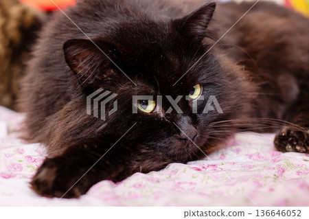 Calm blackhaired feline with vivid yellow gaze sleeping serenely atop ornate and decorative covers 136646052