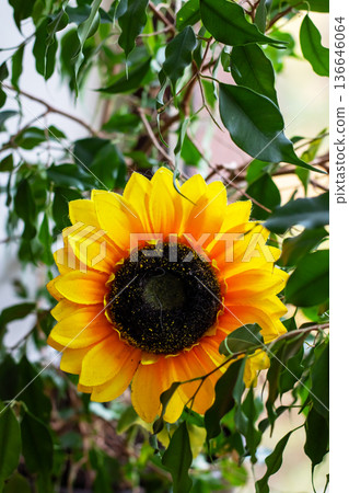 Bright sunflower with rough petals and dark center amid soft natural garden scenery Bright sunflower with rough petals and dark center amid soft natural garden scenery 136646064