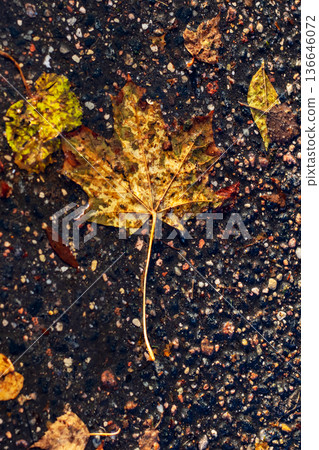 Glistening maple leaf lying on damp pavement with yellow veins and weathered textures 136646072