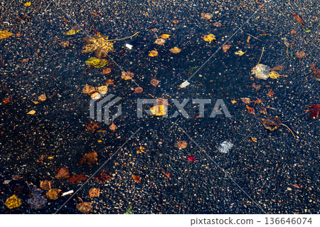 Seasonal fall leaves dispersed on damp asphalt showcasing vibrant colors and textured contrasts 136646074