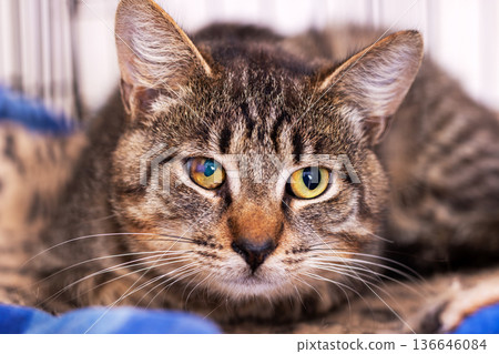 Intimate indoor image of contented tabby cat resting gracefully with soft lighting 136646084