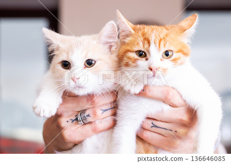 Kittens embraced warmly. Foster parent holding two fluffy cats with affection and tenderness 136646085