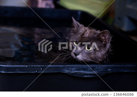 Wet cat with water droplets on face. Intimate grooming scene of damp tabby feline in tub 136646086