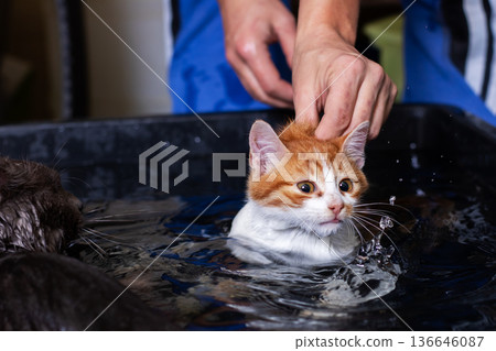 Adventurous young cat in shallow water with owner supporting and warm towel prepared Adventurous young cat in shallow water with owner supporting and warm towel prepared 136646087