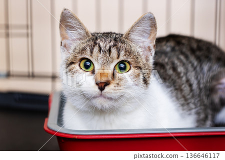 Playful cat with bright green eyes. Eager tabby posing with soft fur and curious expression Playful cat with bright green eyes. Eager tabby posing with soft fur and curious expression 136646117