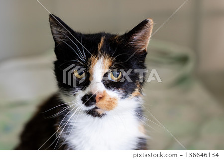 Closeup of vibrant calico with gentle lighting highlighting its playful expression and soft features Closeup of vibrant calico with gentle lighting highlighting its playful expression and soft features 136646134