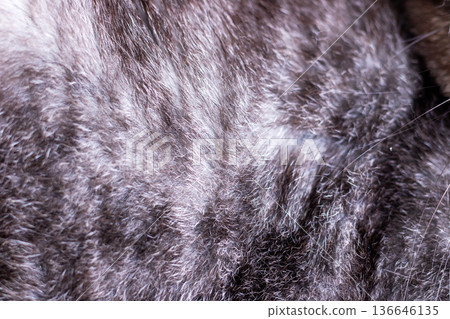 Detailed gray feline coat. Intimate macro shot emphasizing feline softness and calming vibes Detailed gray feline coat. Intimate macro shot emphasizing feline softness and calming vibes 136646135