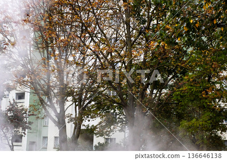 Serene urban park shrouded in mist. Calm city park enveloped in fog with autumn elements Serene urban park shrouded in mist. Calm city park enveloped in fog with autumn elements 136646138