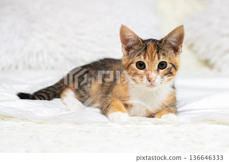 Adorable feline relaxing peacefully. Charming calico kitten resting calmly on soft bedding Adorable feline relaxing peacefully. Charming calico kitten resting calmly on soft bedding 136646333