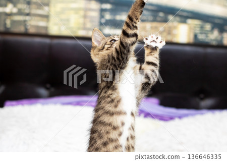Young cat stretching excitedly. Energetic juvenile tabby raising paws in midair stretch 136646335