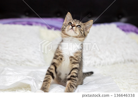 Young tabby feline stretching joyfully amidst soft surroundings and gentle illumination Young tabby feline stretching joyfully amidst soft surroundings and gentle illumination 136646338