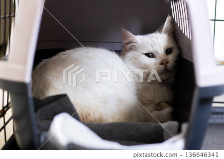 Timid kitty quietly searches for secure refuge. Nervous cat quietly finds quiet place to hide 136646341