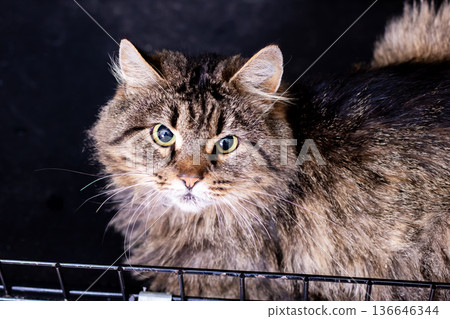 Stray longhaired tabby with textured fur surveys its surrounding outdoor rescue environment 136646344