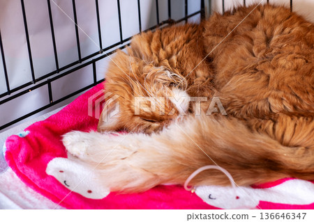 Tranquil ginger cat curled up on soft bedding within protective metal cage space gently resting 136646347