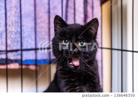 Playful speckled cat with piercing yellow gaze relaxes in bustling shelter environment 136646350