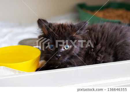 Hopeful cat beside dish. Curious feline lying peacefully near food amidst gentle glow 136646355