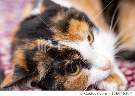 Patchworkpatterned kitty with calm expression and tender paws on textile surface 136646364