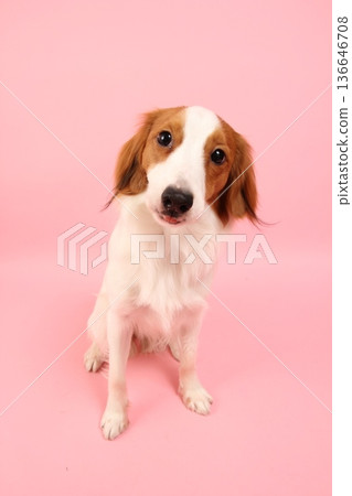Kooikerhondje sitting on a pale pink background 136646708
