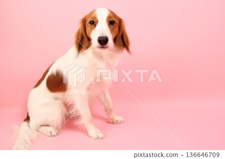 Kooikerhondje sits with a dignified expression 136646709