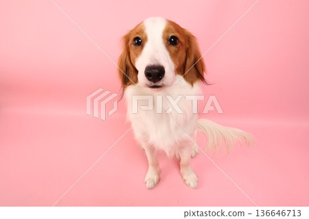 一隻庫伊克爾犬，背景是淺粉紅色 136646713