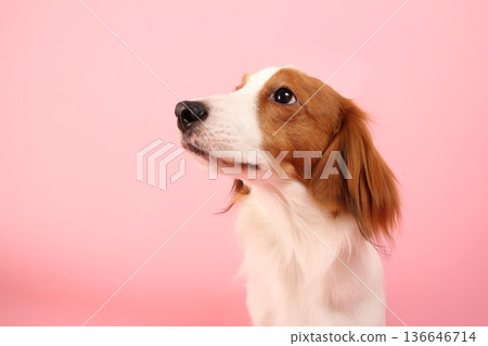 淺色背景上的庫伊克爾洪傑犬的橫向特寫 淺色背景上的庫伊克爾洪傑犬的橫向特寫 136646714