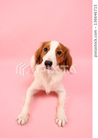 Kooikerhondje lying down on a pink background Kooikerhondje lying down on a pink background 136646715