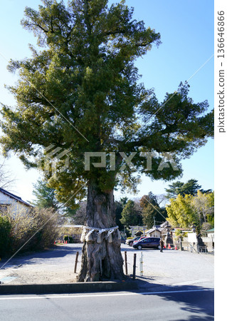 9731 Maetama Shrine Sacred Tree 136646866