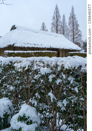 Snow scene of hedge 136646977