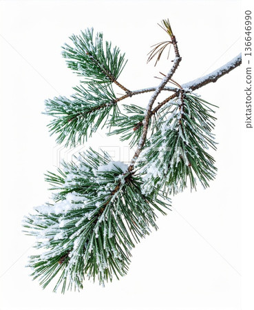 Snow Covered Green Pine Branch Against a Plain White Background in Winter Season Snow Covered Green Pine Branch Against a Plain White Background in Winter Season 136646990