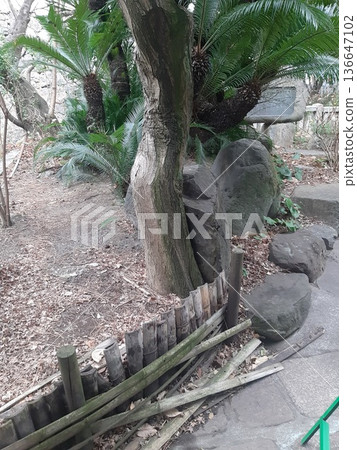 Large tree 136647102