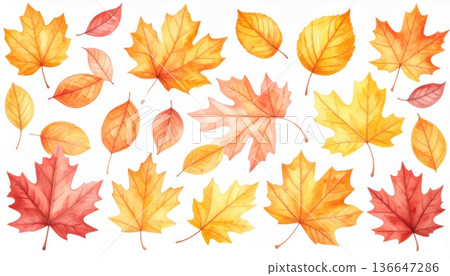 Autumn Watercolor Leaves in Orange Red and Yellow Isolated on White Background 136647286