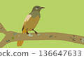 bird on tree 136647633