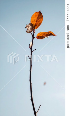 Autumn Leaves on Bare Branch Against Bright Blue Sky in Minimalist Style 136647823